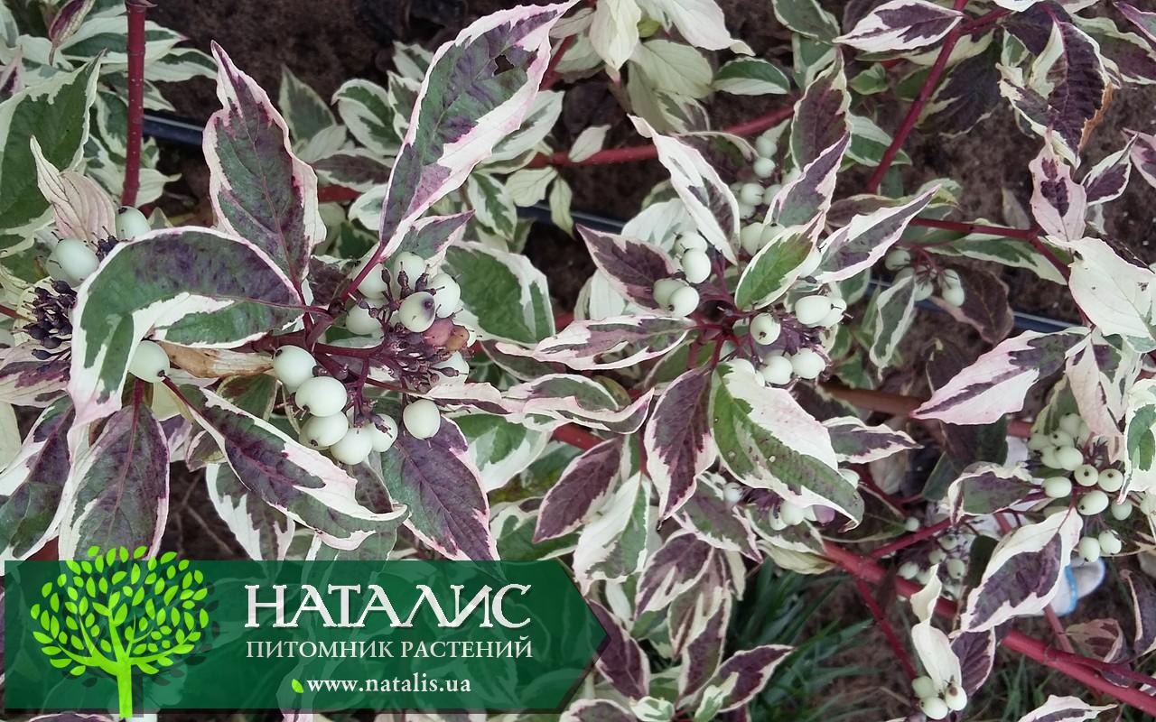Дерен белый ‘Sibirica Variegata’