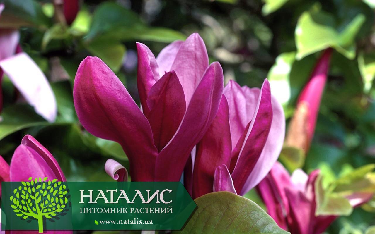 Магнолия лилиецветная ‘Liliflora Nigra’ (лиственный кустарник)