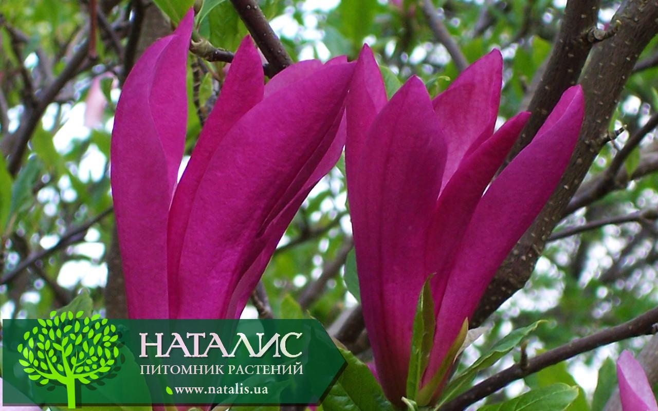 Магнолия гибридная ‘Susan’ (лиственный кустарник)