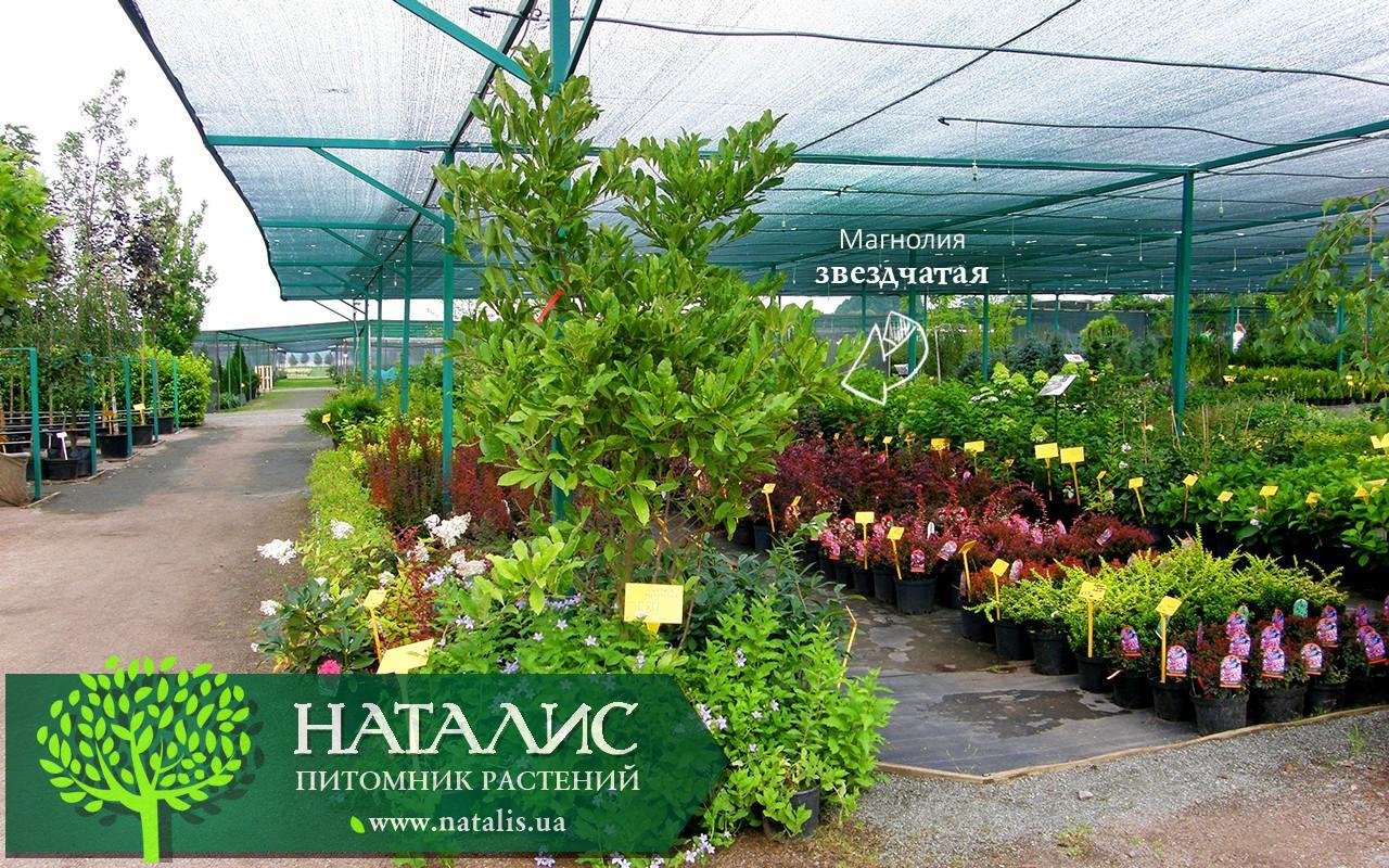 Магнолия звездчатая (лиственный кустарник)