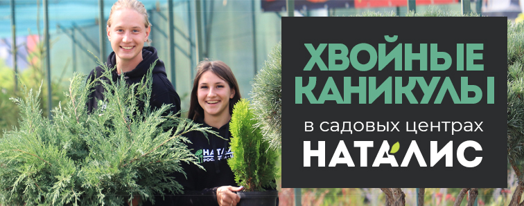 Хвойные каникулы в садовых центрах НАТАЛИС